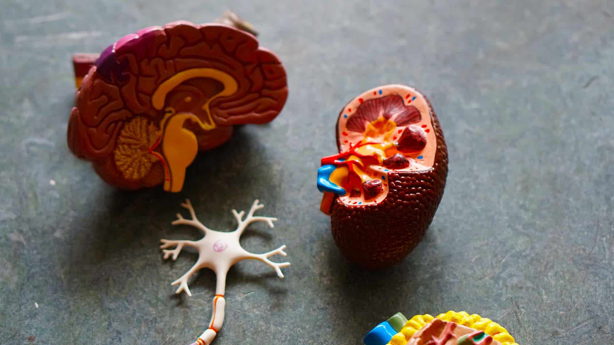 Exploring TMS Therapy and its Effectiveness in Treating Addiction