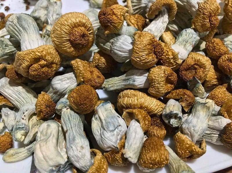 What are Psilocybin Mushrooms?